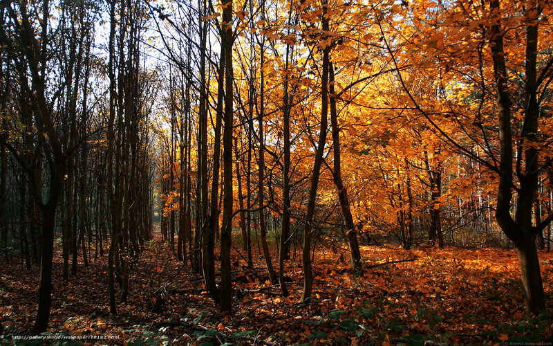 Autumn forest with golden leaves