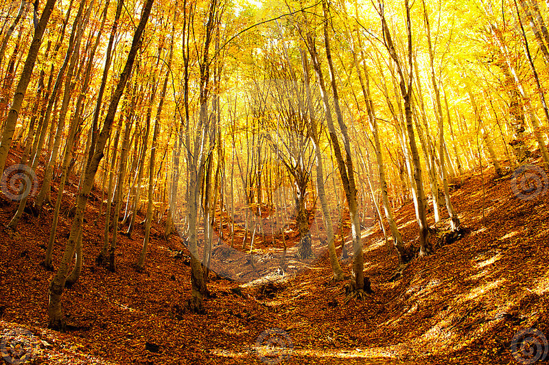 Autumn Forest with Golden Leaves — Yellow, Serene, Photograph