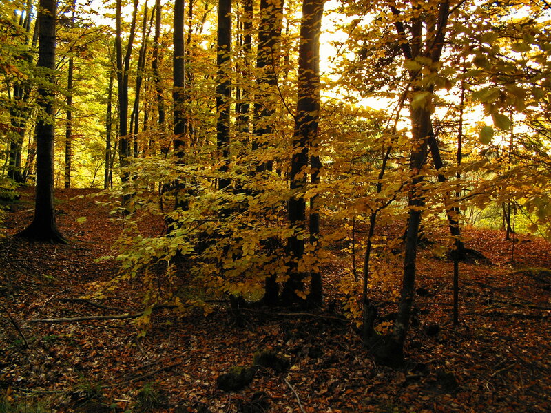 Autumn Forest with Golden Leaves — Yellow, Serene, Photograph, Trees