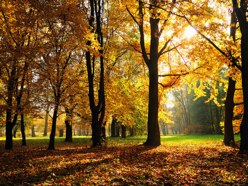 Autumn Forest with Golden Leaves — Yellow, Serene