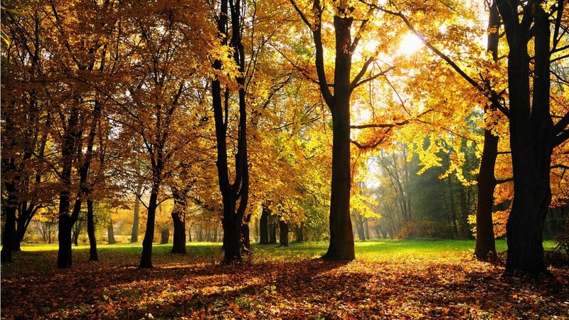 Autumn Forest with Golden Leaves — Yellow