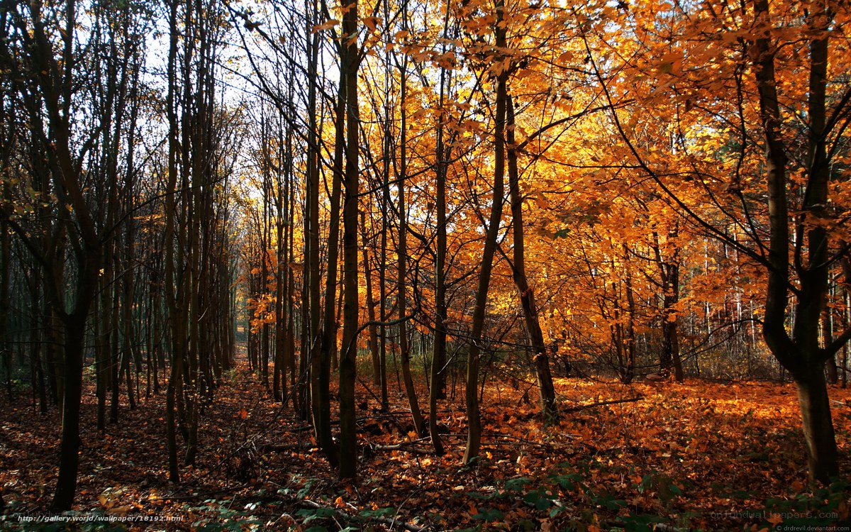 Autumn forest with golden leaves