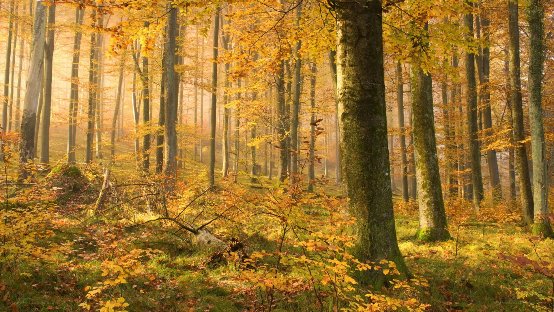 Autumn forest with golden light