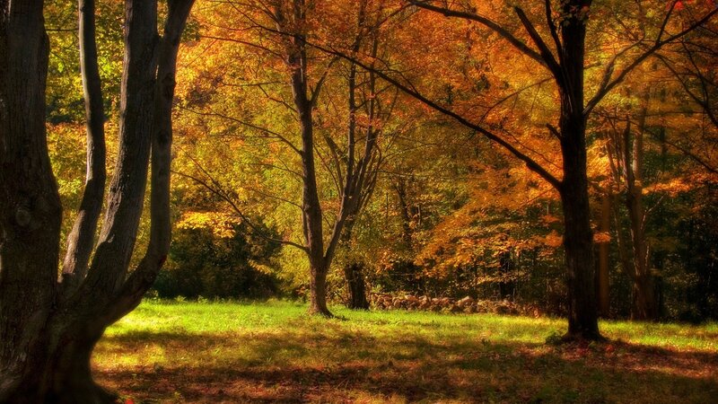 Autumn forest with golden light