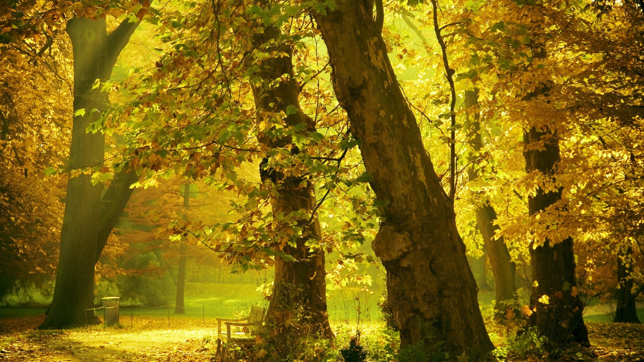 Autumn forest with golden light