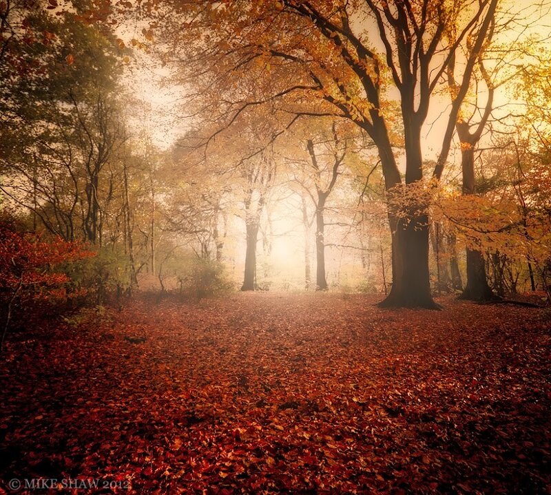 Autumn forest with golden light