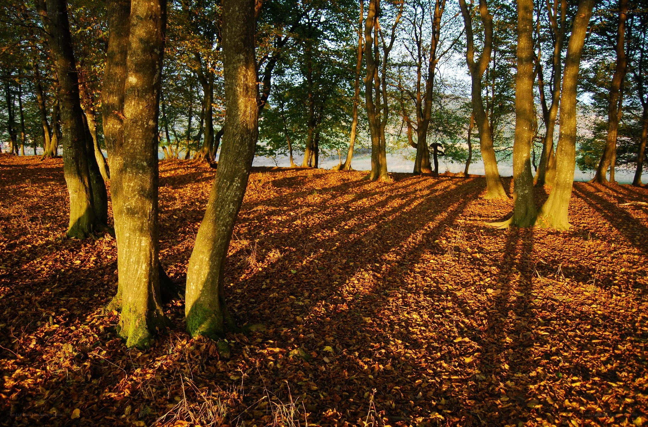 Autumn forest with golden light