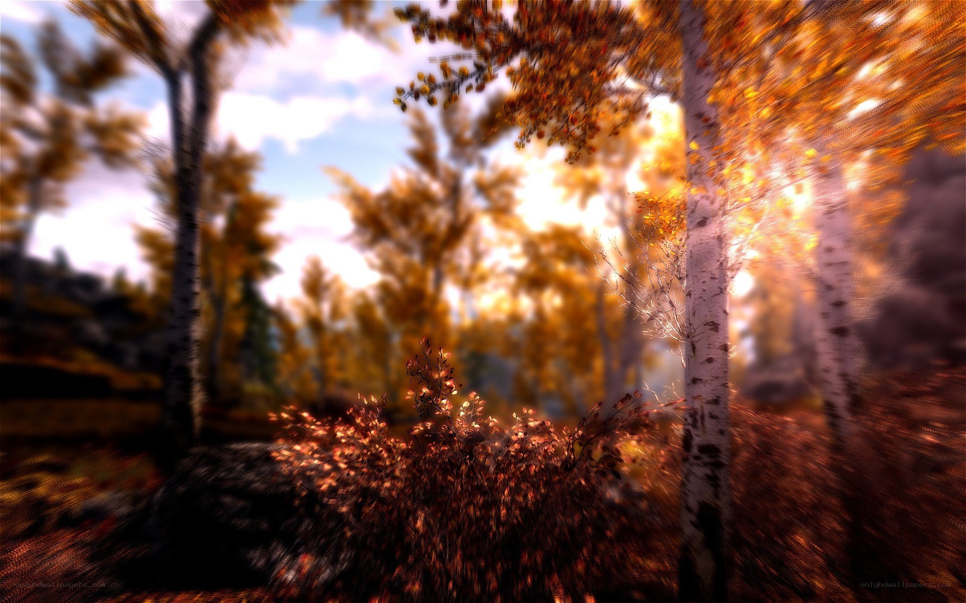 Autumn forest with golden light