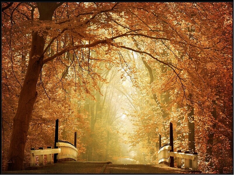 Autumn forest with golden light