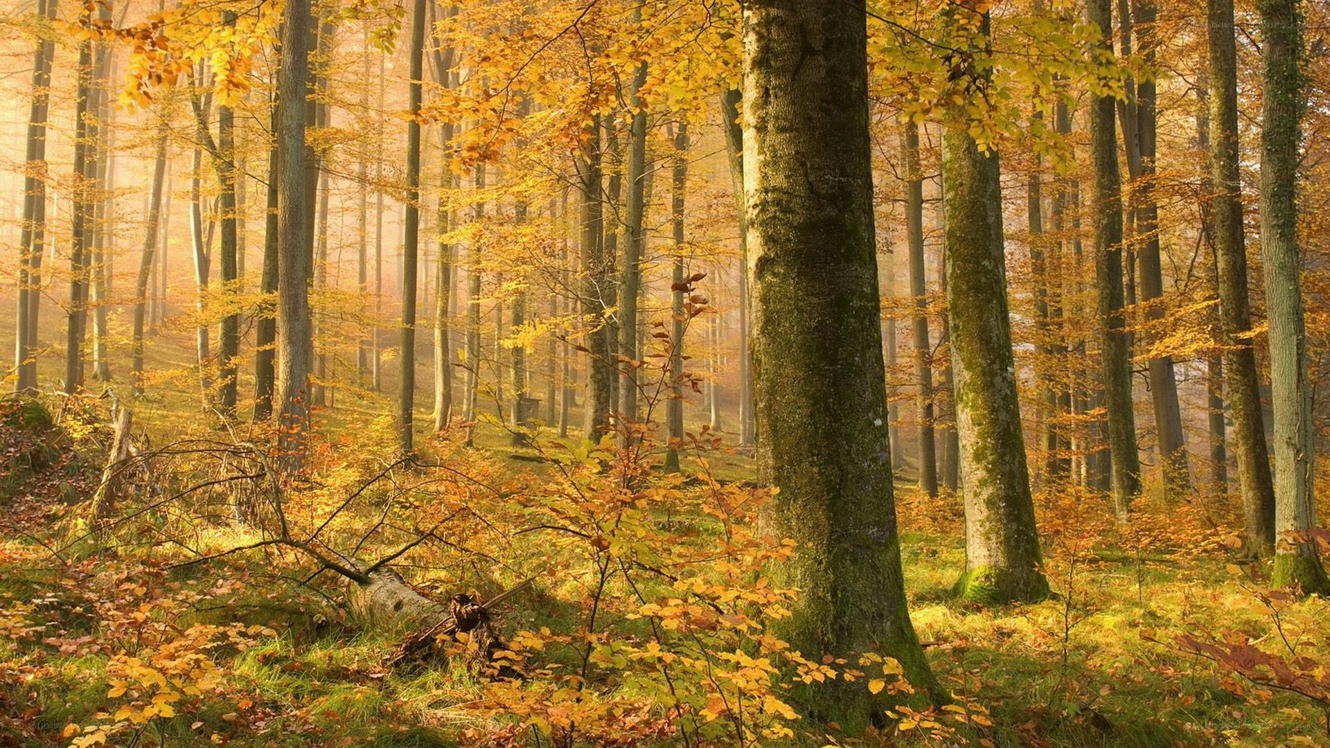 Autumn forest with golden light