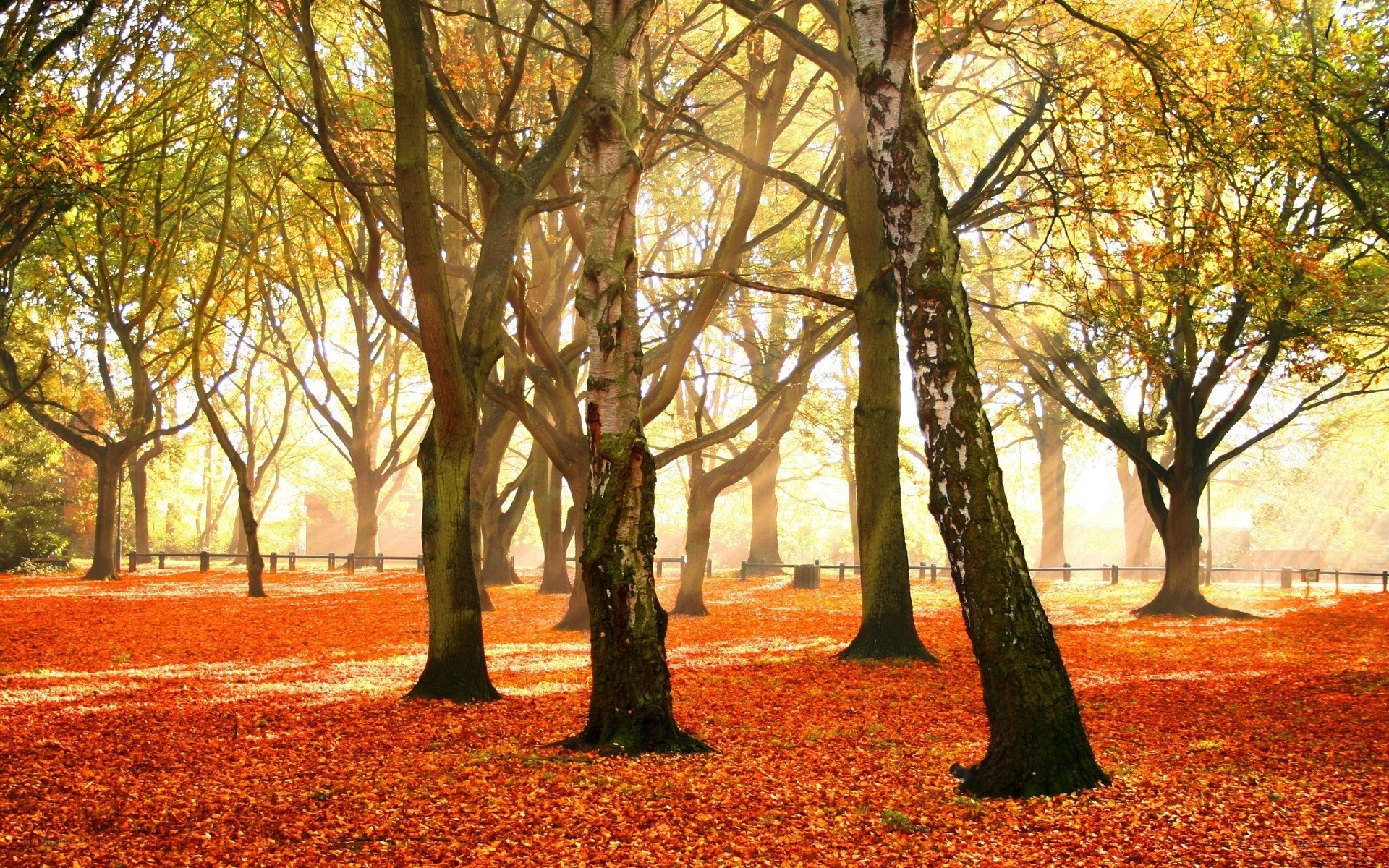 Autumn forest with golden light