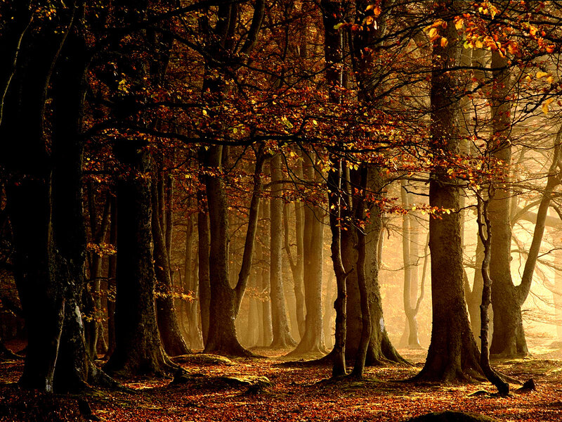 Autumn forest with golden light