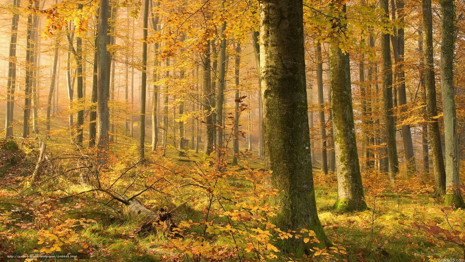 Autumn forest with golden light
