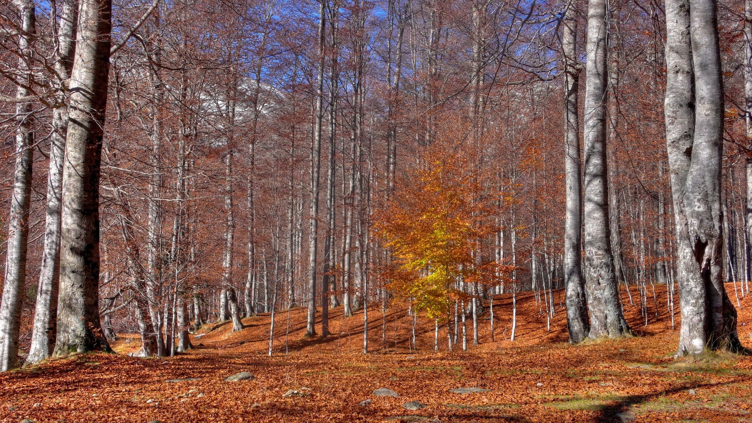 Autumn forest with golden tree
