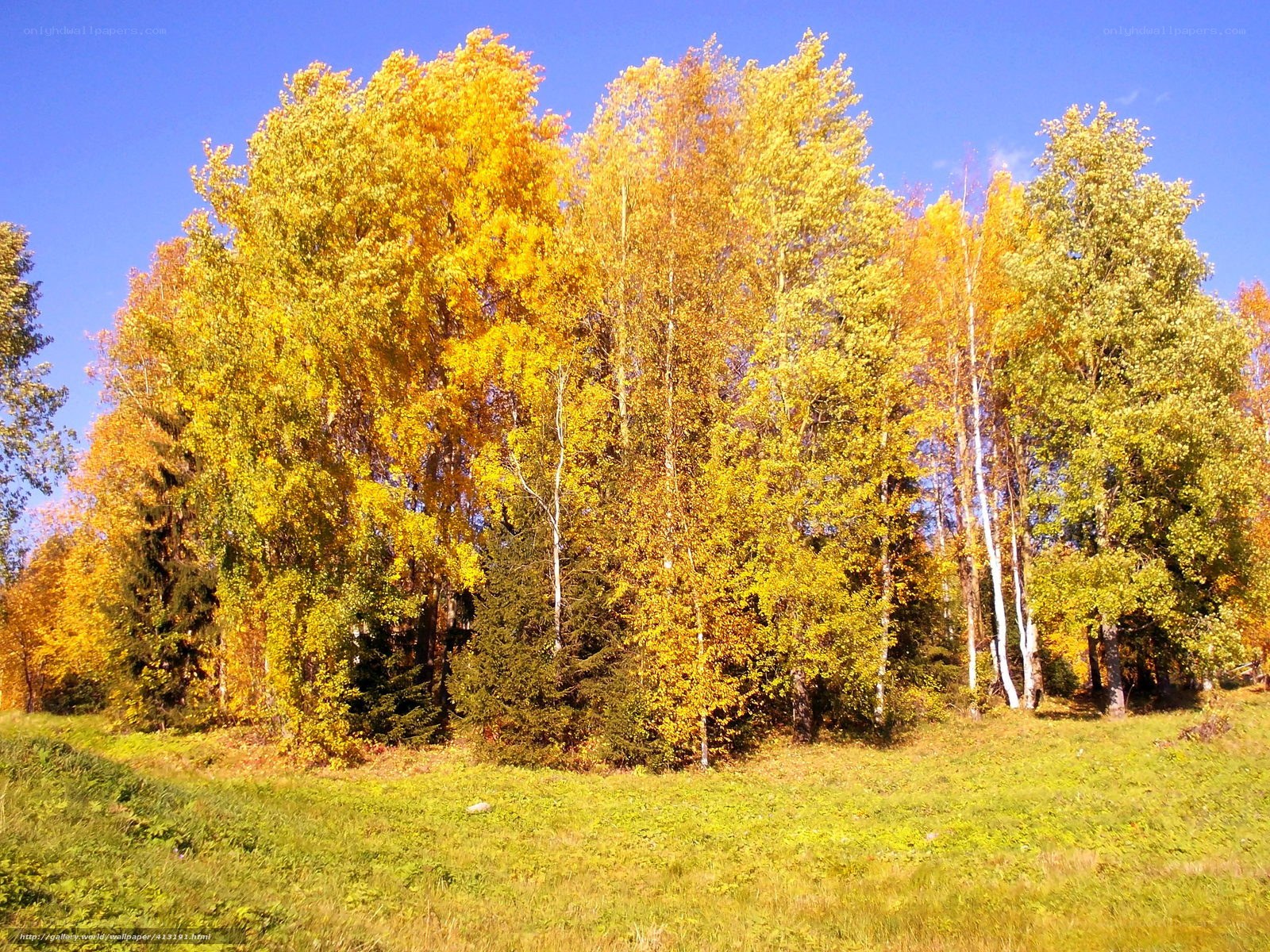 Autumn forest with golden trees
