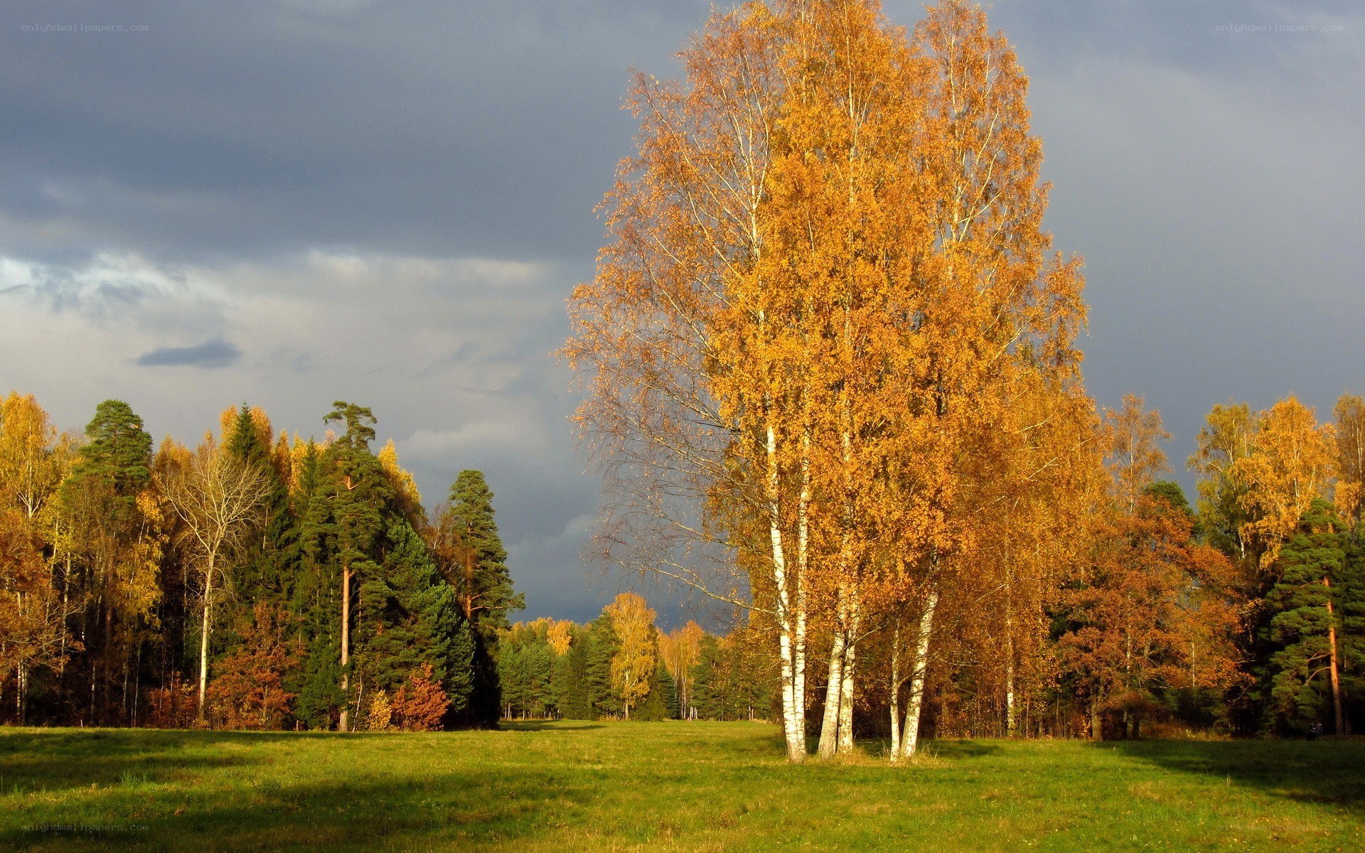 Autumn forest with golden trees