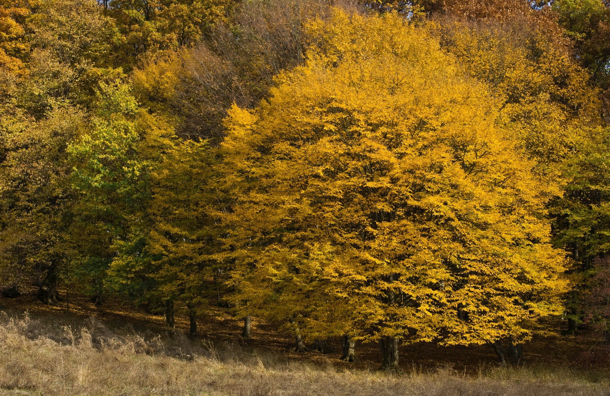 Autumn forest with golden trees
