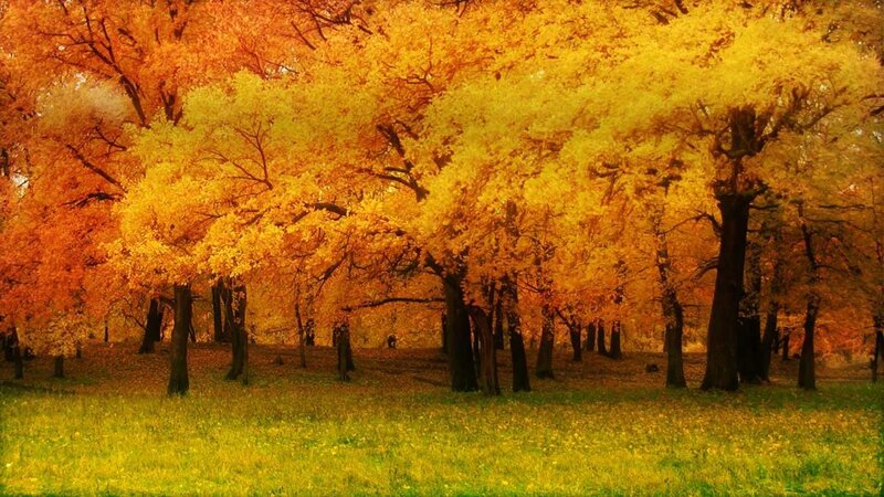 Autumn forest with golden trees