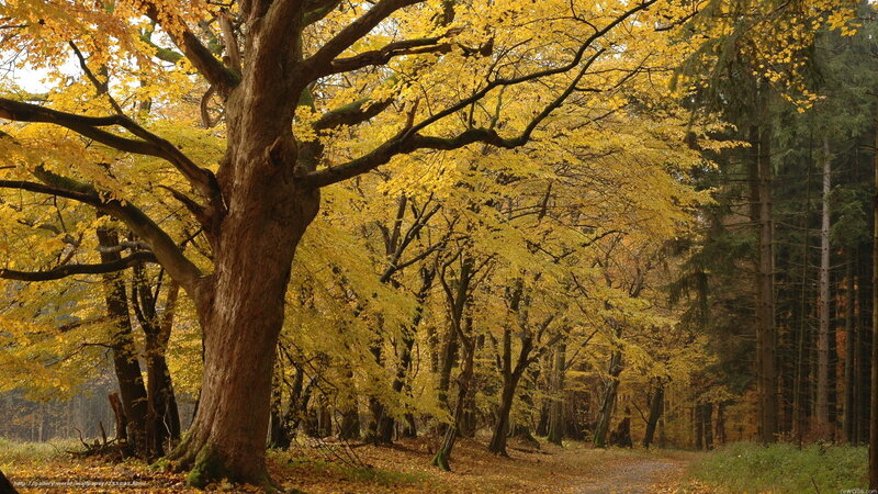 Autumn forest with golden trees