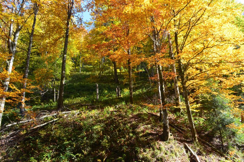 Autumn Forest with Golden Trees — Yellow
