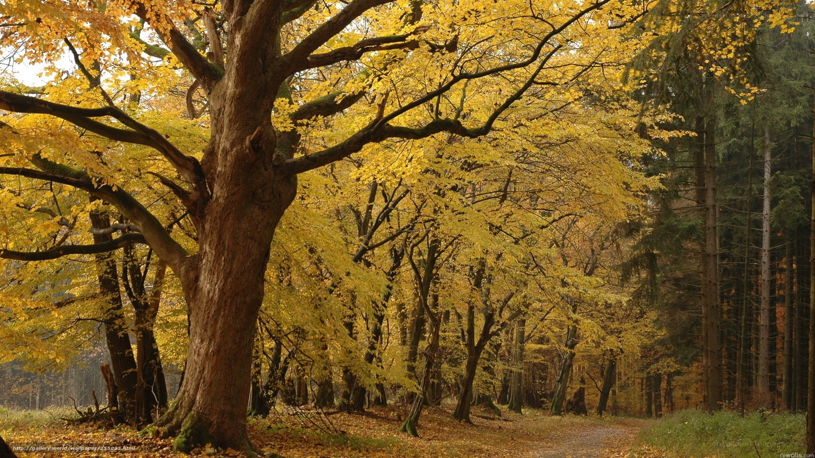 Autumn forest with golden trees