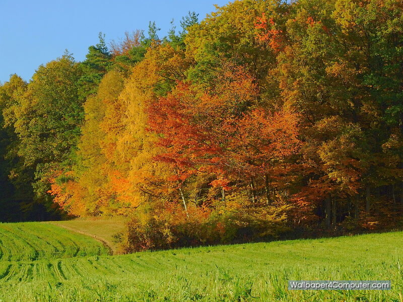 Autumn forest with green field