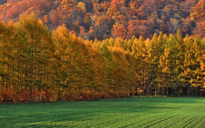 Autumn forest with green field