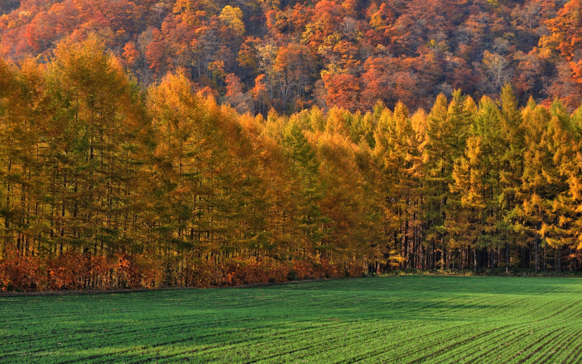 Autumn forest with green field