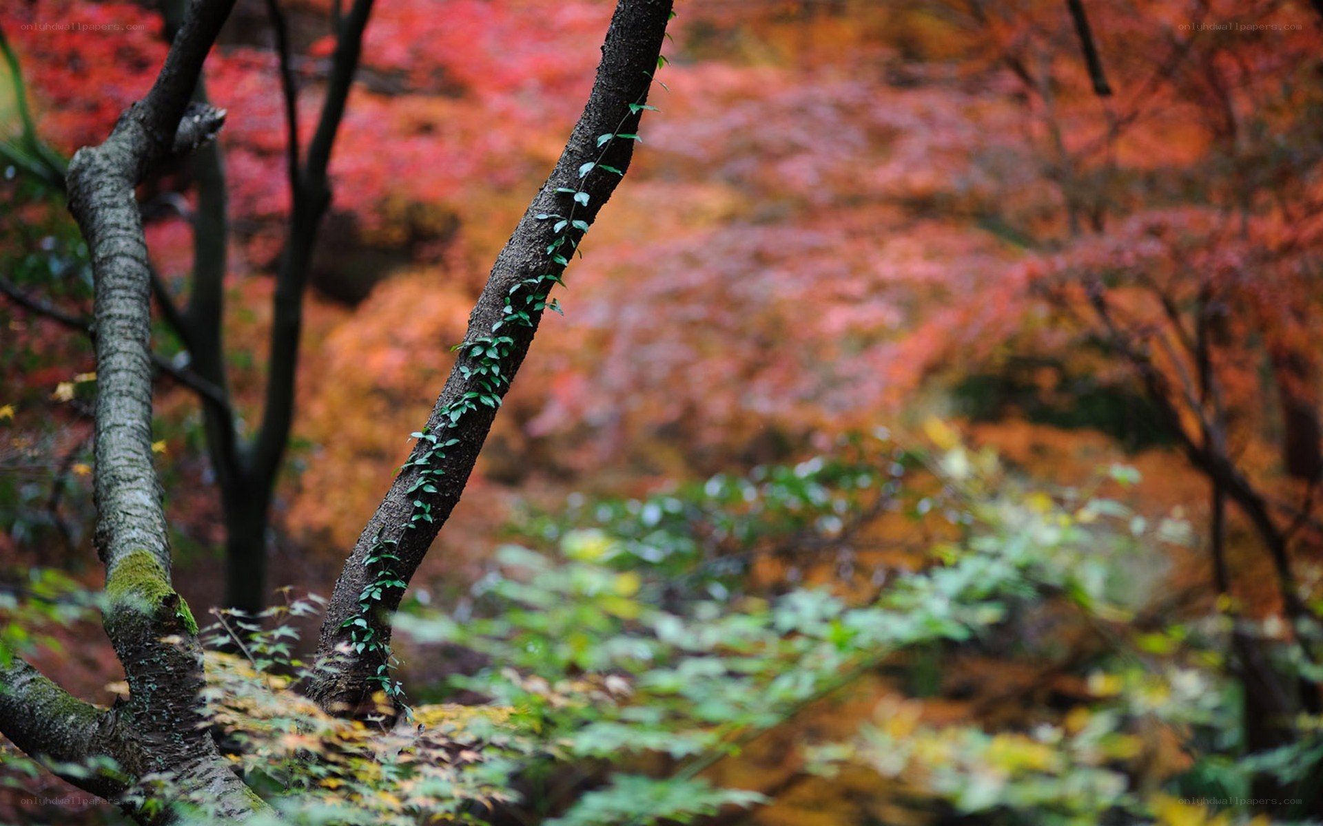 Autumn forest with ivy