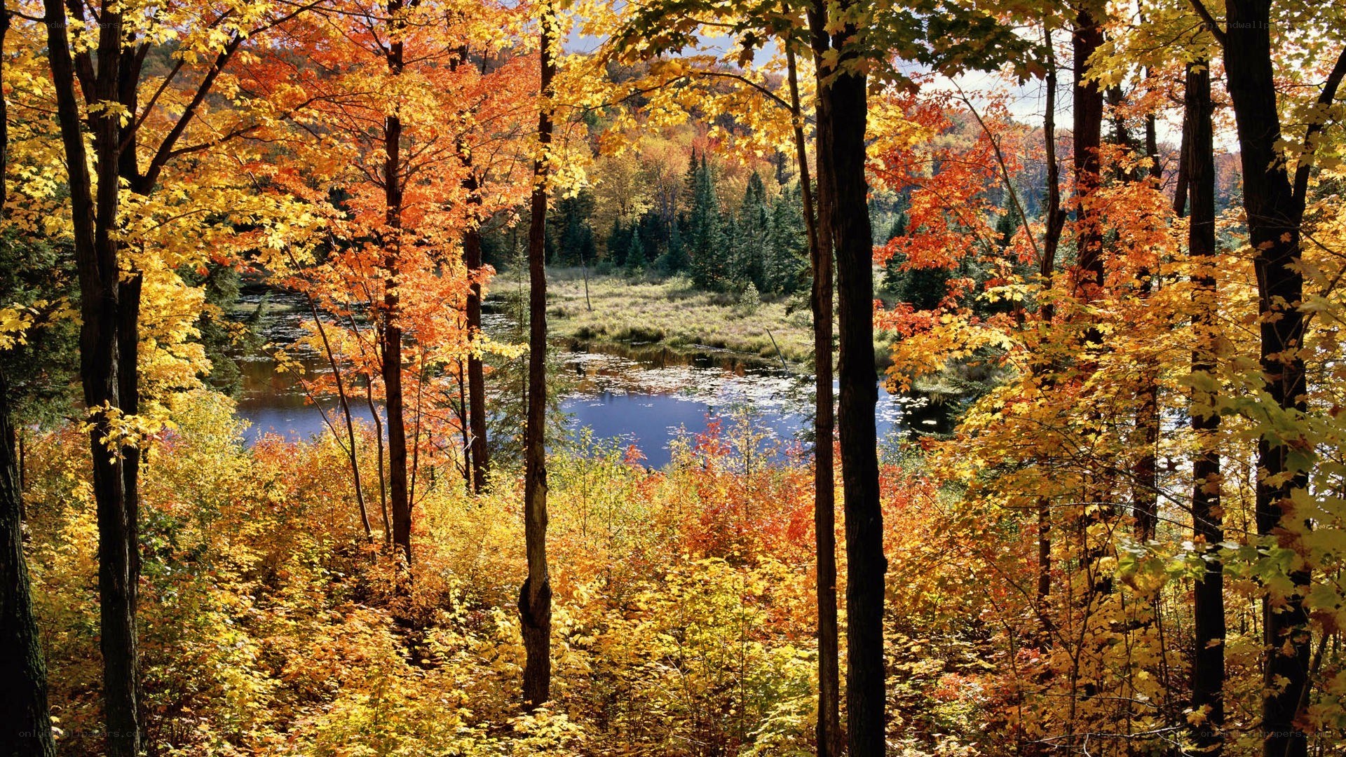 Autumn forest with lake