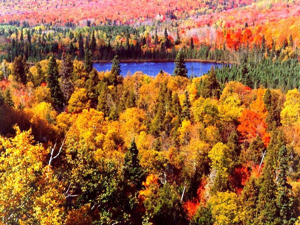 Autumn forest with lake