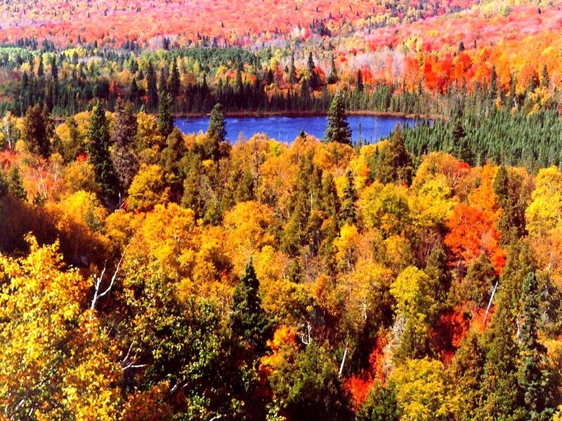 Autumn forest with lake