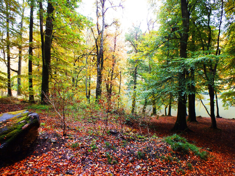 Autumn Forest with Lake — Green