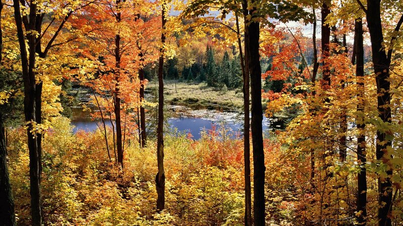 Autumn Forest with Lake — Orange, Serene, Photograph