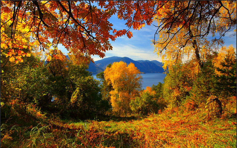 Autumn Forest with Lake — Orange