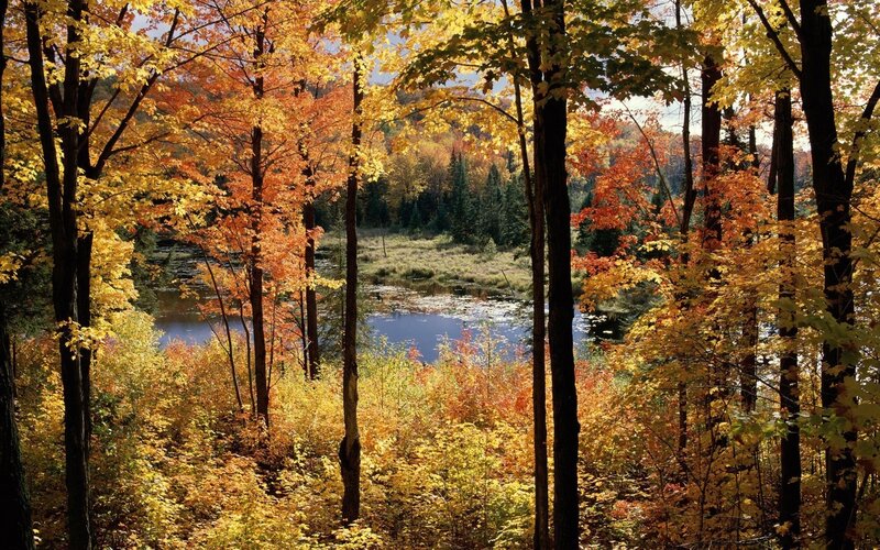 Autumn Forest with Lake — Yellow, Serene, Photograph, Trees, Foliage