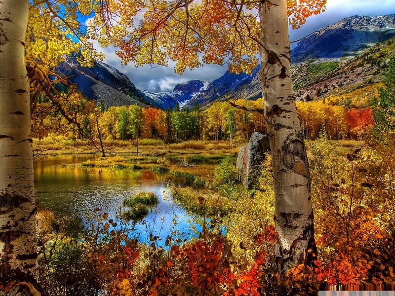Autumn Forest with Lake — Yellow, Serene