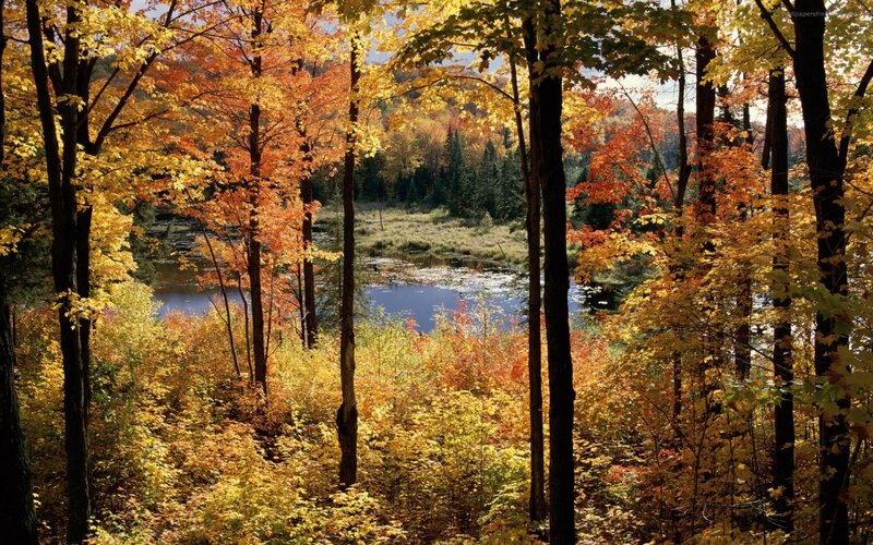 Autumn Forest with Lake — Yellow