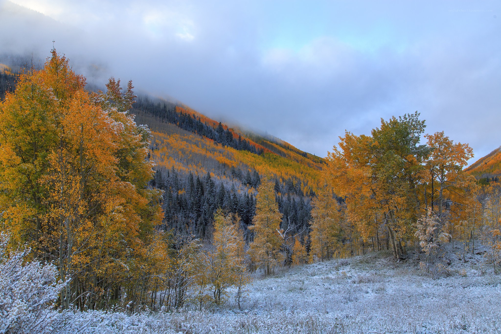 Autumn forest with light snow