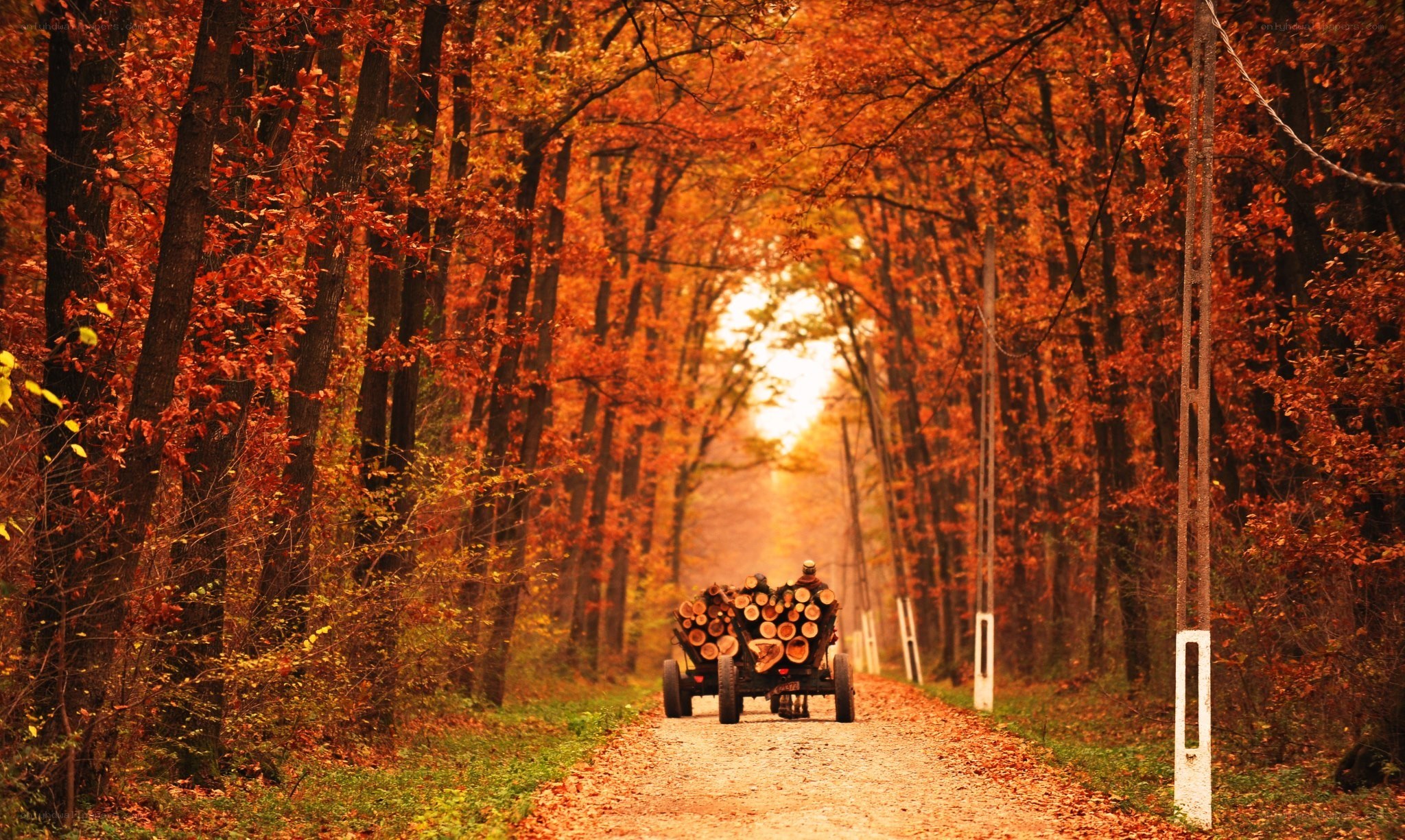 Autumn forest with log cart
