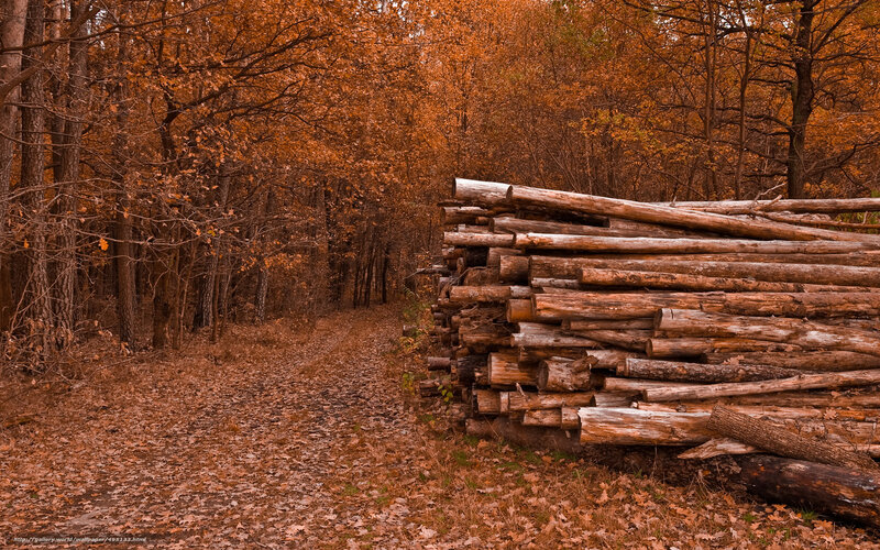 Autumn forest with logs