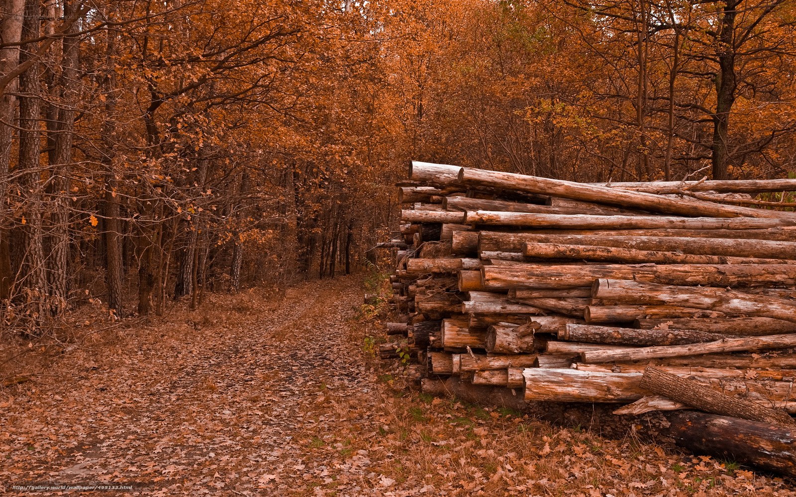 Autumn forest with logs