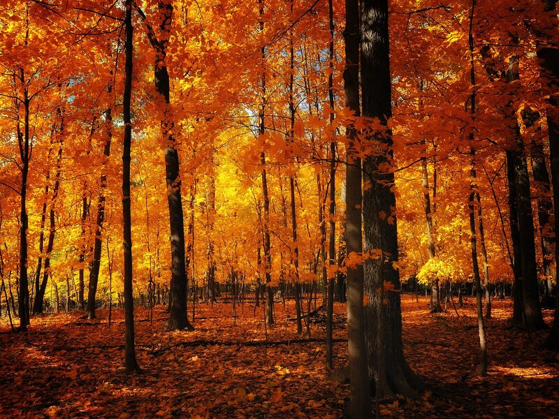 Autumn Forest with Maple Trees — Orange