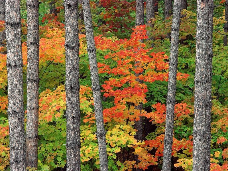 Autumn Forest with Maple Trees