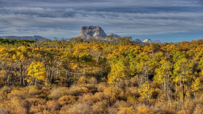 Autumn Forest with Mesa — Yellow