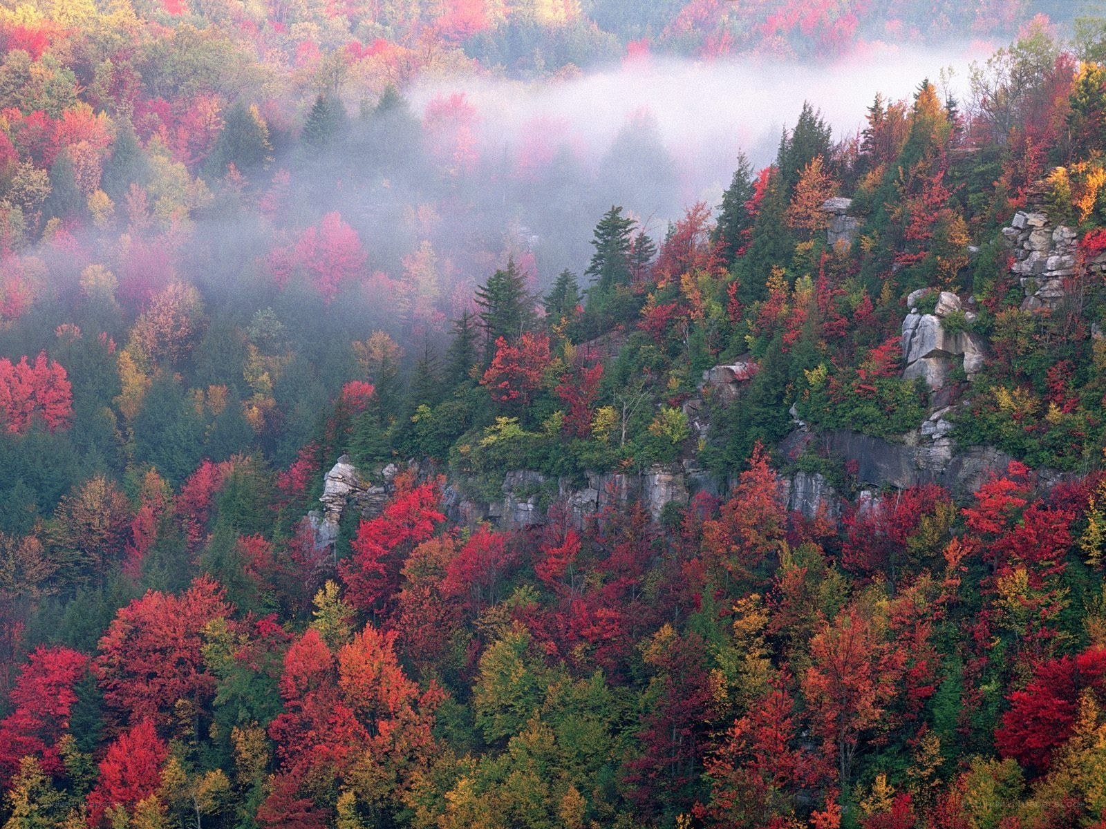 Autumn forest with mist