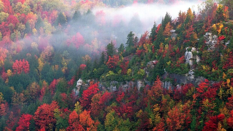 Autumn forest with mist