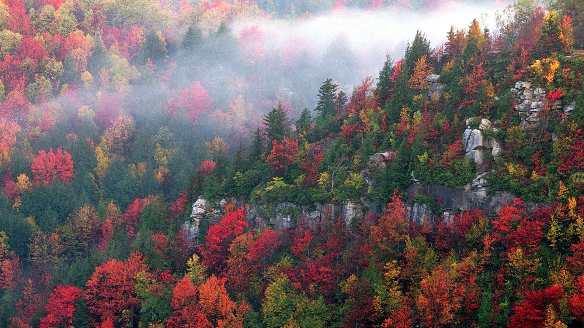 Autumn forest with mist