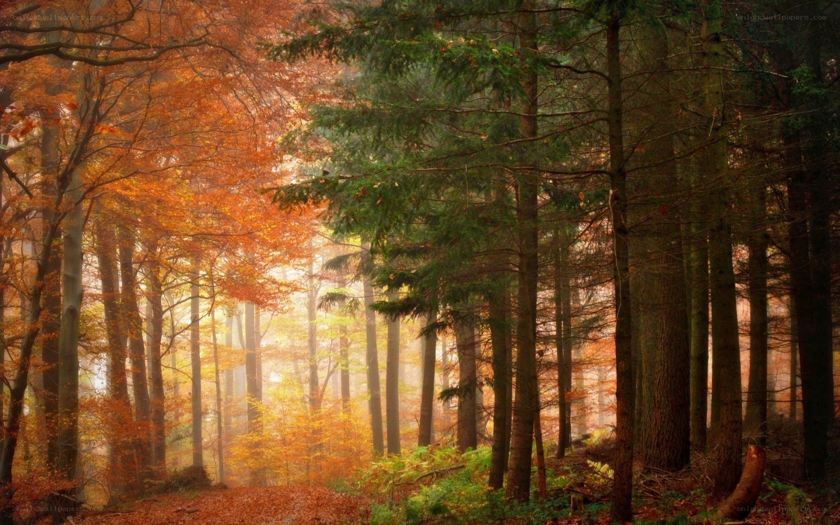 Autumn forest with mist
