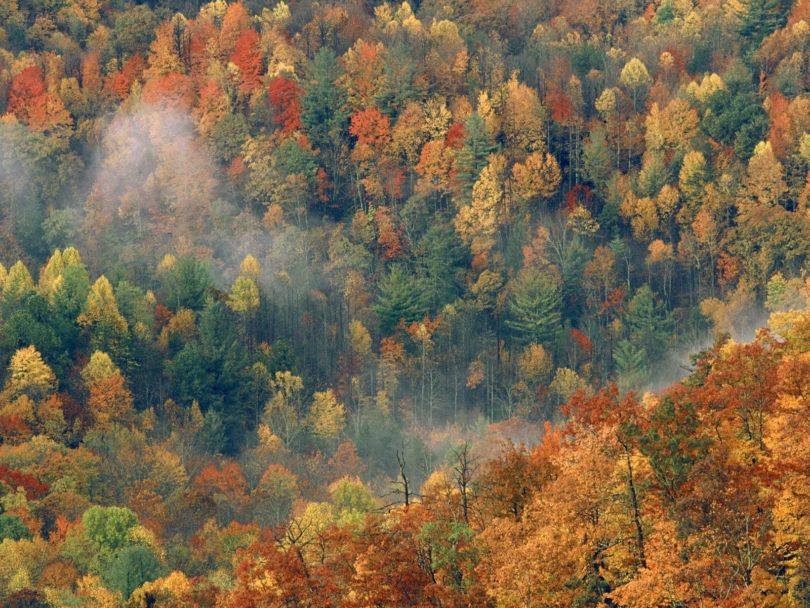 Autumn forest with mist